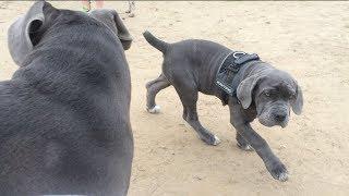 Neapolitan Mastiff Puppy's First Day at the Dog Park