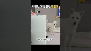 사람이라고 티 내는 진돗개 (똑똑한 강아지)