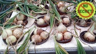 NO SECRET! ONION OVERLOAD! Grow Multiple ONIONS In A Cup! How To Grow Hydroponic ONION