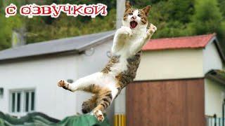 Приколы с котами! С ОЗВУЧКОЙ! Смешные коты! Смешные видео с животными! УГАР!!