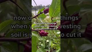 Sorrel #sorrel #roselle #hibiscus #andrethefarmer #gardening #permaculturelife