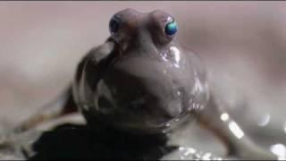 Mudskipper: a fish that lives on land