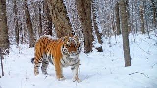 Huge male siberian tiger