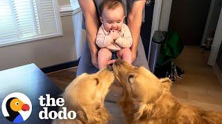 Dogs Who Love Their Babies | The Dodo