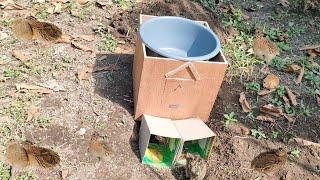 Easy Underground Quail Trap Using Cardboard Box - Simple Quick Bird Trap