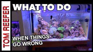 Reef Tank ( WHAT TO DO WHEN THINGS GO WRONG? ) A Few Take Aways, Calcium, Alkalinity, Nitrate, Ph,