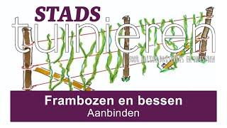 Stadstuinieren - Frambozen en bessen aanbinden #moestuin