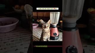 Cat in Blender Full Video Video Kucing di blender kena viral tiktok twitter