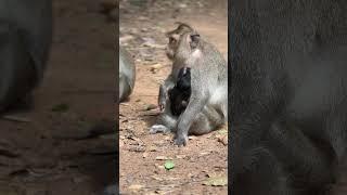 She will growth up  fast #wildlife #animals #funnyvideo #asia #monkey #shorts #babymonkey