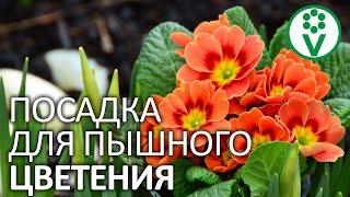 ПОСАДКА ЦВЕТОВ ОСЕНЬЮ СЭКОНОМИТ ВАШЕ ВРЕМЯ ВЕСНОЙ. Какие цветы посеять под зиму?