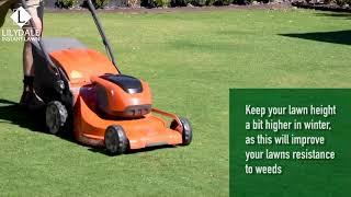How to remove Bindii & Clover from lawn