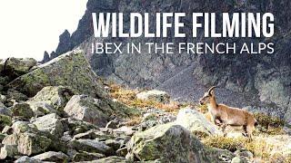 Wildlife Filming - Alpine Ibex in the Alps - 4K