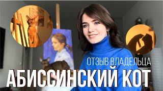 АБИССИНСКИЙ КОТ. Отзыв владельца.