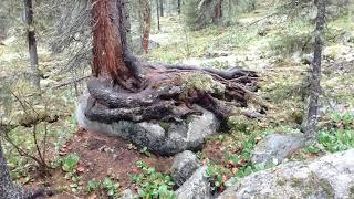 Tuva traditional Music & West Sayan taiga Flora