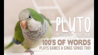 Parrot says 100's of words and sings songs - Pluto the talking Quaker Parrot