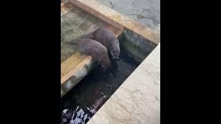 Otters Hazel and Pushan  are not Big Fans of Swimming But they Really Wants Some Fish |Cute Otter