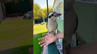 ️CUTE Hungry Kookaburra  #bird #australianbird #kookaburra