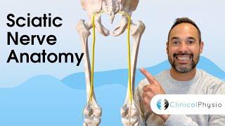 Clinical Anatomy of Sciatic Nerve | Expert Physio Guide