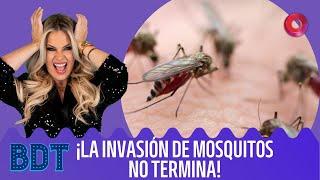 ¡Una nueva invasión de mosquitos pone alerta al país! | #Bendita