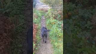 Not so calm autumn dog walk. Marvin attempts a handbrake turn. #labradorlife #dogwalk