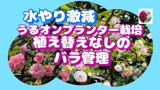 水やり激減　うるオンプランター栽培　植え替えなしの薔薇の管理