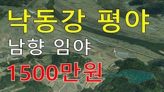 소나무2640억 경북싼임야 1500만원 생산관리포함 낙동강변임야 자연인 전원생활  숲경영 약용재배 임업직불금 땅과함께(새희망을)경매임야 공매임야 나도땅주인