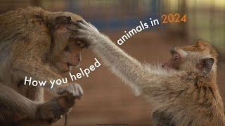 How you helped change the lives of animals in 2024 | World Animal Protection