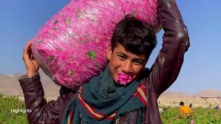 Beautiful Rose Harvesting and Nomadic Rose Essential Oil Processing - Nomad oil industry