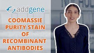 Coomassie Purity Staining of Recombinant Antibodies - Addgene Protocol