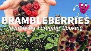 Identifying and Foraging Bramble Berries  