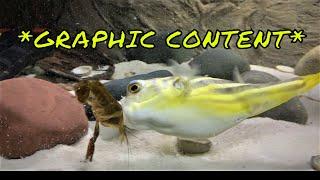 Brutal Fahaka Puffer Fish Feeding Competition  * GRAPHIC CONTENT *