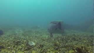 Parrotfish - Büffelkopf-Papageifisch - Tioman Island 2013 -  GoPro Hero 3 Black Edition