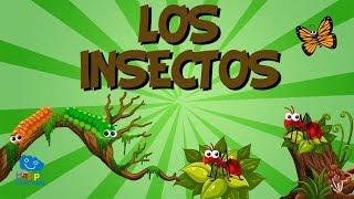 LOS INSECTOS | Vídeos Educativos para Niños