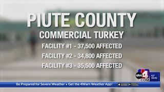 Turkey farms kill over 100,000 turkeys due to Avian Flu