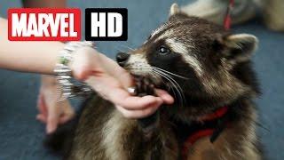 GUARDIANS OF THE GALAXY - Oreo - Der echte Rocket Racoon | Marvel HD