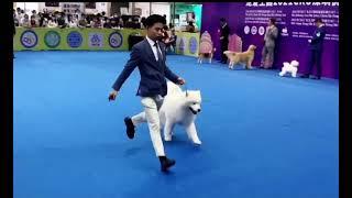 Dabao the Samoyed final show in China