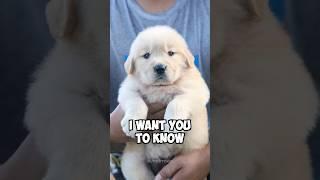 This is what I want to tell you.. #dog #goldenretriever #shorts