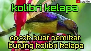 Suara Pikat Burung Kolibri kelapa Nyaring Dan  Pasti Ampuh