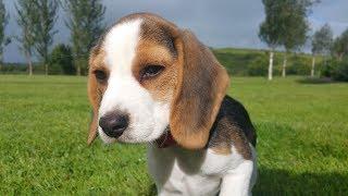 Cute beagle puppy barking and crying for attention