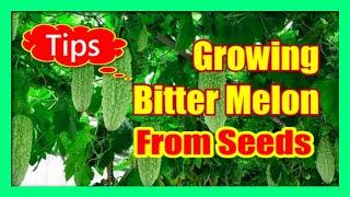 How To Grow Bitter Gourd From Seeds: Growing Karela or Bitter Melons at Home