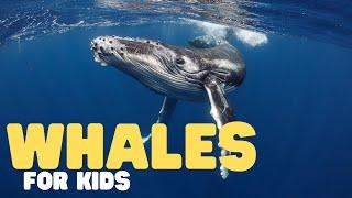 Whales for Kids | Learn all about toothed and baleen whales