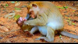 Never Seen Like This, Hard Weaning, Monkey Maddie Did For Monika | Real Primate