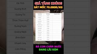 GIÁ HEO TĂNG KHỦNG, BÀ CON LÃI ĐẬM #shorts