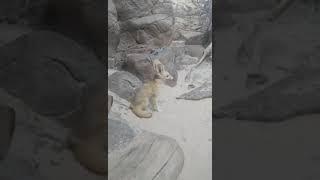 Fennec fox at the cincinnati zoo #animal #bringingthezootoyou #animals #zoo