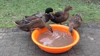 Kaczki Staropolskie, Polish breed of ducks