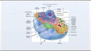 Pathophysiology - Intro Video   Cell function review - Ch1