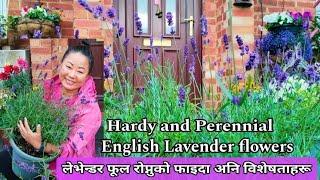 Lavender flowers care and tips | Nepali Gardening vlogs