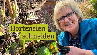 Sorte beachten beim Hortensien schneiden - Wann und wie zuschneiden?