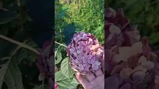 Гортензия древовидная " Руби Анабель"