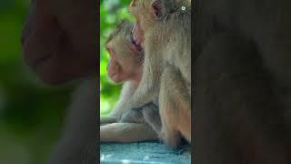 Life of Baboons: Discover the Fascinating Wild Life of Baboons!